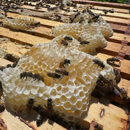 Les bougies en cire d'abeilles : un trésor naturel carboneutre aux multiples vertus