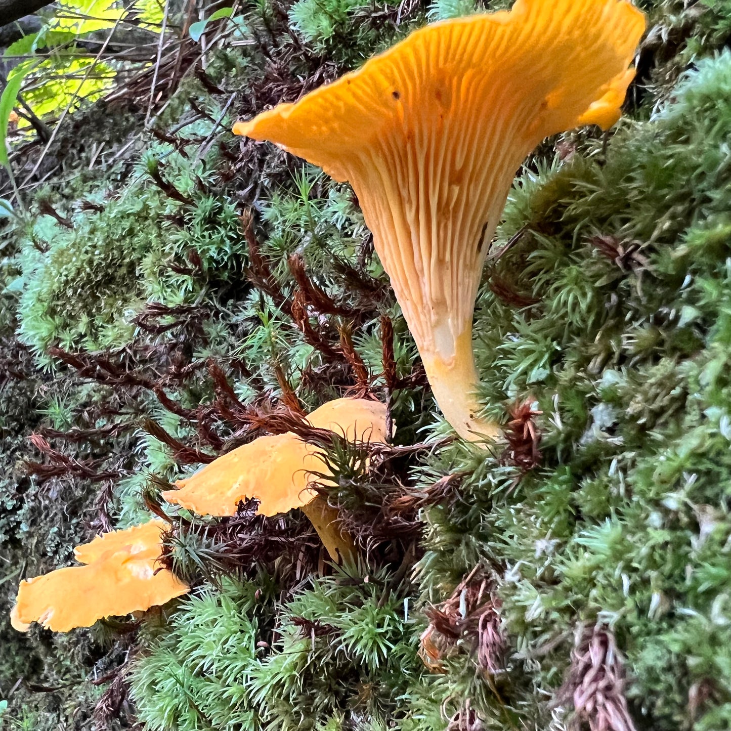 Chanterelles fraîches biologiques
