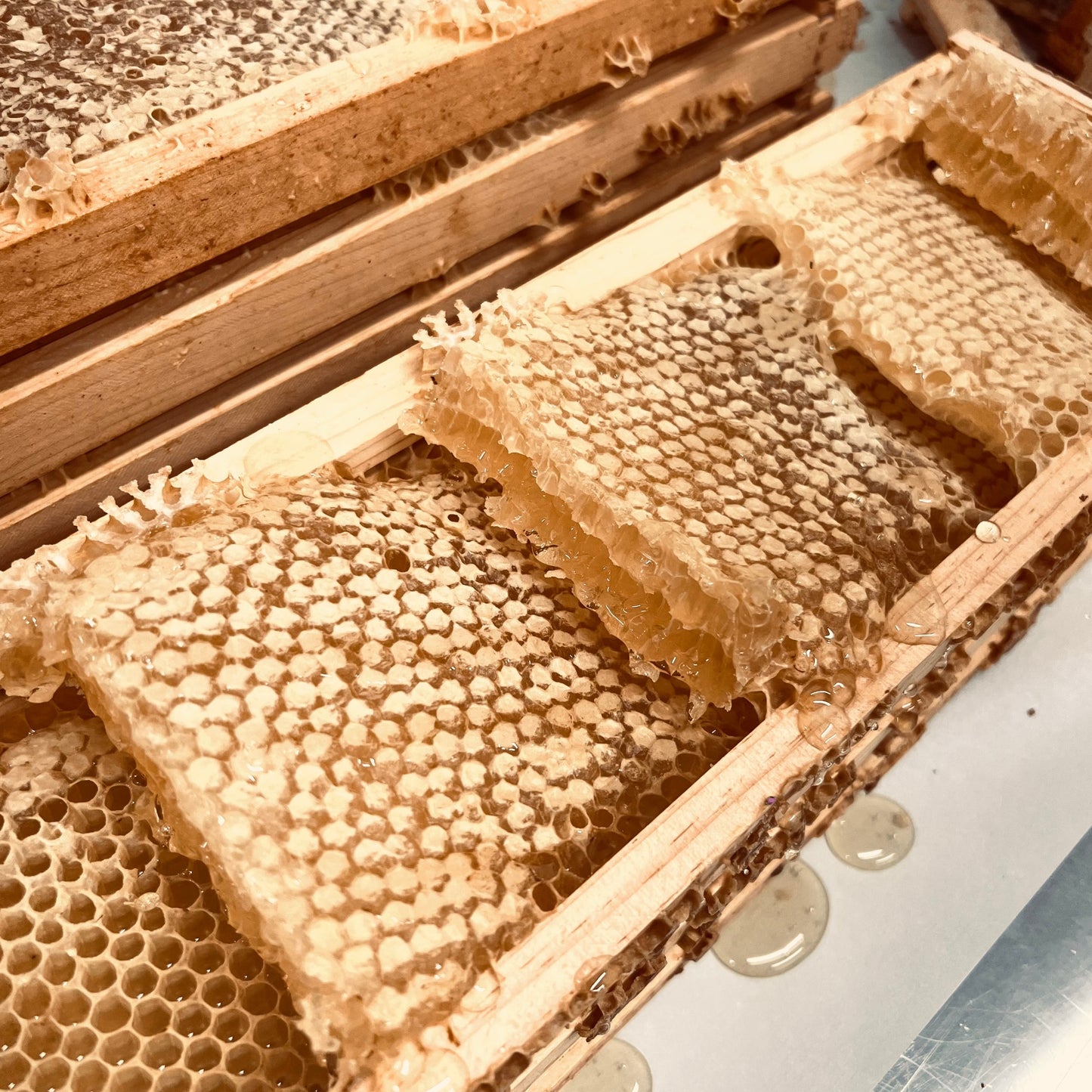 Miel en rayons biologique