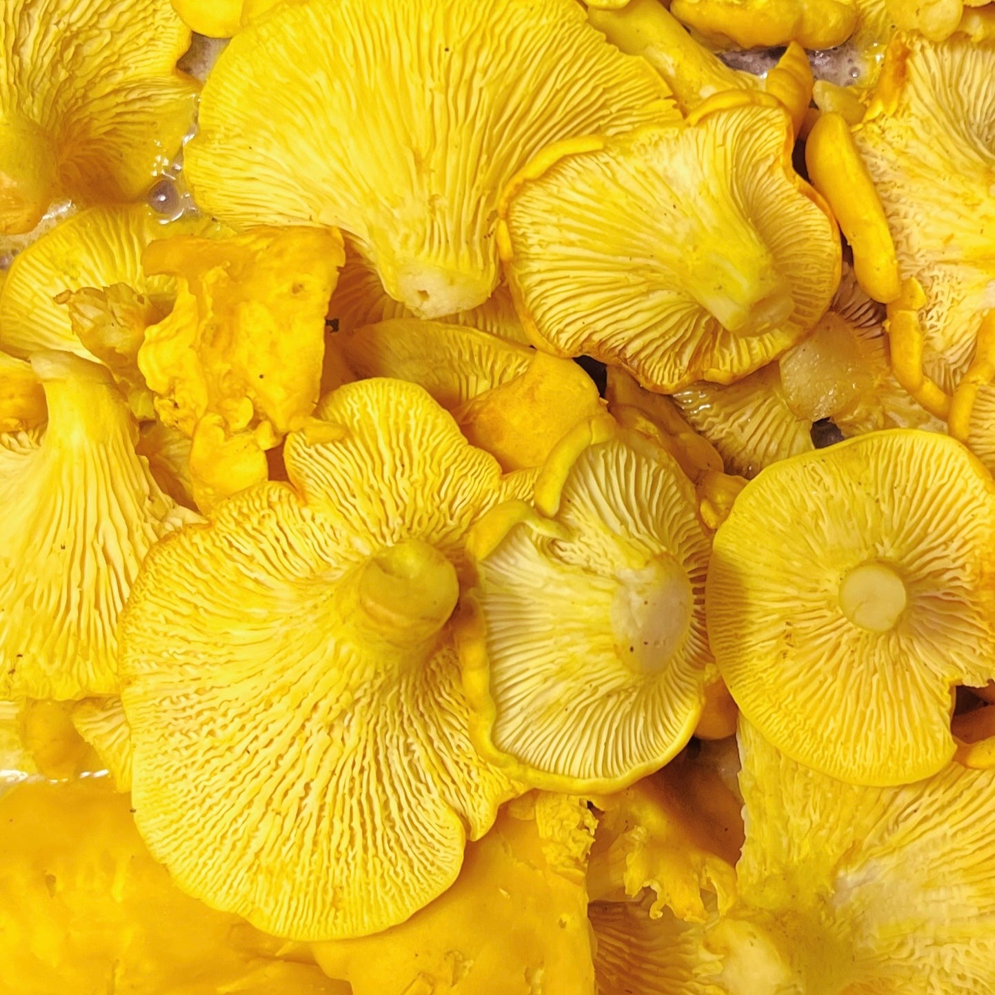 Chanterelles fraîches biologiques