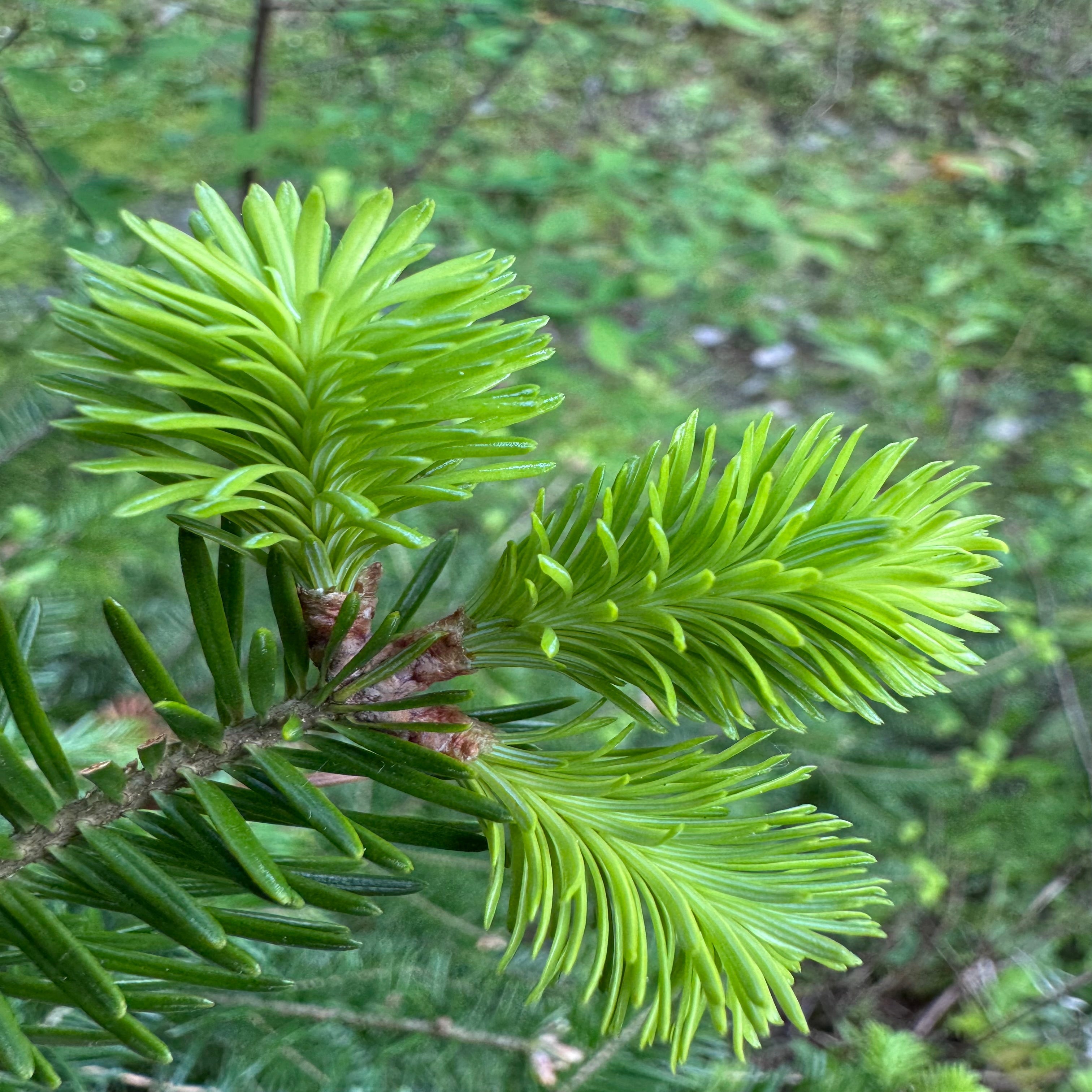 Du miel au sapin... qui goûte la fraise ?