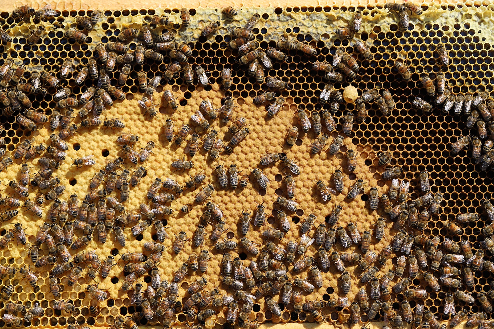 Nucléi d'abeilles biologiques (325$ / Dépôt de 200$)